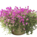 Mateřídouška časná (Thymus ´Creeping Red´)