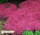 Mateřídouška časná (Thymus ´Creeping Red´)