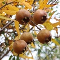 Mišpule germánská (Mespilus germanica) 