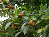 Mišpule germánská (Mespilus germanica)