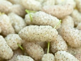 Moruše bílá (Morus alba)