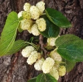 Moruše bílá (Morus alba)