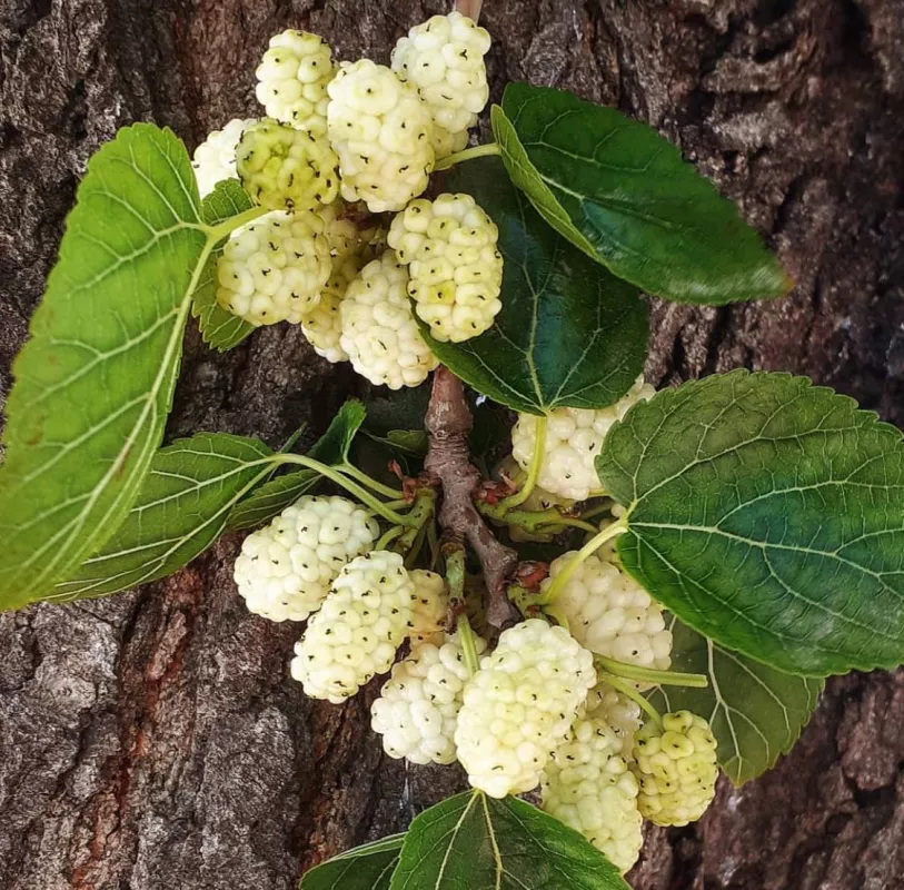Moruše bílá (Morus alba)