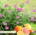 Muškát s vůní citrusových plodů (Pelargonium capitatum Pink Capitatum´)