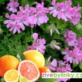 Muškát s vůní citrusových plodů (Pelargonium capitatum Pink Capitatum´)
