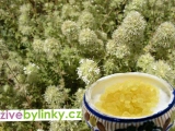 Orientální Mastix Tymián (Thymus mastichina ´Pom Pom´)