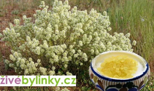 Orientální Mastix Tymián (Thymus mastichina ´Pom Pom´)
