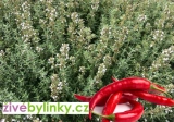 Ostrý chilli tymián  (Thymus citriodorus ´Summerdreams® Spicy´) - NOVINKA JARO 2025