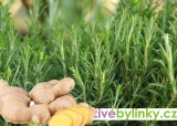 Ostrý zázvorový rozmarýn (Rosmarinus officinalis ´Ginger´) - NOVINKA JARO 2025