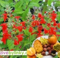 Ovocná šalvěj z Mexika  (Salvia greggii )