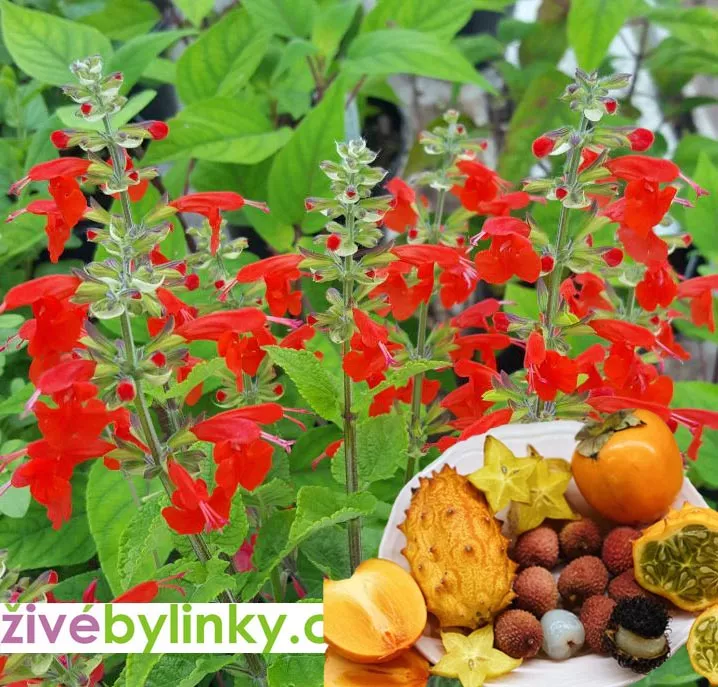 Ovocná šalvěj z Mexika (Salvia greggii )