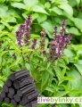 Pendreková bazalka (Ocimum basilicum 'Liquorice´) - NOVINKA JARO 2023