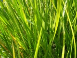 Puškvorec (Acorus calamus) - NOVINKA JARO 2025
