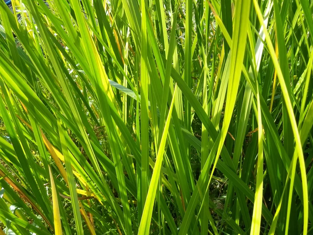 Puškvorec (Acorus calamus) - NOVINKA JARO 2025