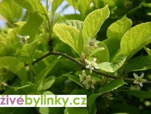 Schizandra, Kustovnice, GOJI, Gotu Kola