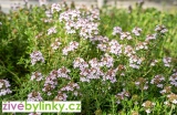 Španělský zakrslý tymián (Thymus x faustinoi) - NOVINKA JARO 202