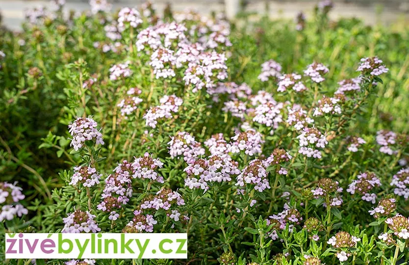 Španělský zakrslý tymián (Thymus x faustinoi) - NOVINKA JARO 202
