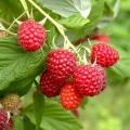 Stáleplodící balkonový maliník Sweet Sunshine (Rubus ´Sweet Sunshine´)