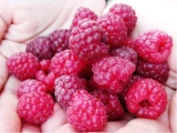 Stáleplodící balkonový maliník Sweet Sunshine (Rubus ´Sweet Sunshine´)