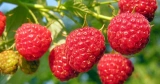 Stáleplodící balkonový maliník Sweet Sunshine (Rubus ´Sweet Sunshine´)