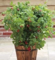 Stáleplodící balkonový maliník Sweet Sunshine (Rubus ´Sweet Sunshine´)