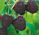 Stáleplodící černý maliník Black Jewel (Rubus ´Black Jewel´)