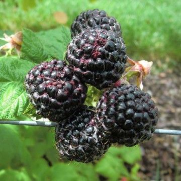 Stáleplodící černý maliník Black Jewel (Rubus ´Black Jewel´)