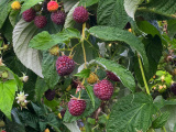 Stáleplodící fialový maliník Maillling Passion (Rubus ´Mailling Passion´)
