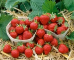 Stáleplodící převislý jahodník Mara de Bois - francouzská odrůda (Fragaria ´Mara de Bois)