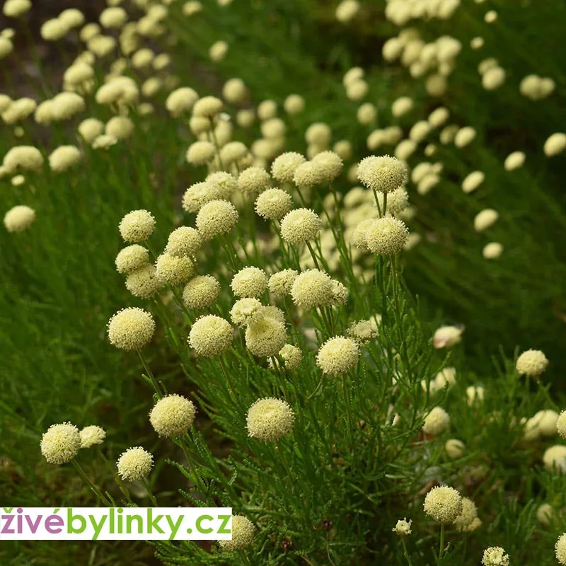 Svatolína rozmarýnolistá (Santolina rosmarinifolia)