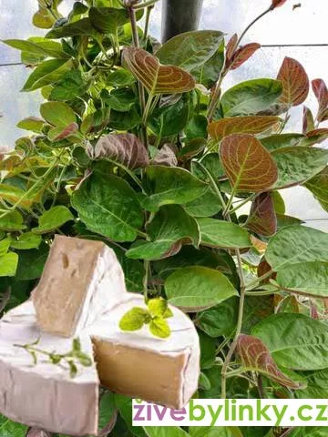 Sýrová bylinka (Paederia lanuginosa) - novinka jaro 2026