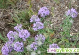 Turecký mentolový keřík (Ziziphora clinopodioides 'High Mountain Mint') - RARITA A NOVINKA JARO 2025