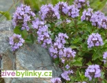 Turecký mentolový keřík (Ziziphora clinopodioides 'High Mountain Mint') - RARITA A NOVINKA JARO 2025