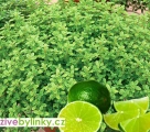 Tymián s vůní zelené limety  (Thymus citriodorus ´Summerdreams® Lemon´) - NOVINKA JARO 2025