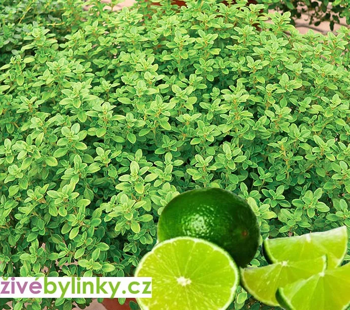 Tymián s vůní zelené limety (Thymus citriodorus ´Summerdreams® Lemon´) - NOVINKA JARO 2025