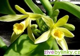 Vanilka pravá - vanilkovník (Vanilla planifolia) - novinka jaro 2026
