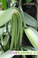 Vanilka pravá - vanilkovník (Vanilla planifolia) - novinka jaro 2026