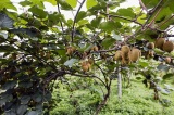 Velkoplodé kiwi Jenny - samosprašné (Actinidia deliciosa ´Jenny´)