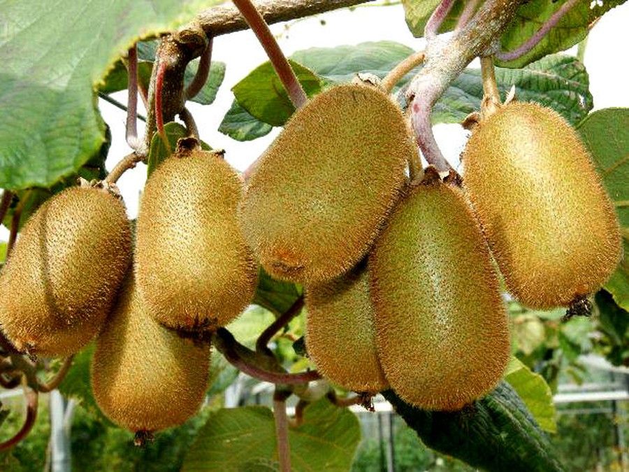 Velkoplodé kiwi Jenny - samosprašné (Actinidia deliciosa ´Jenny´)