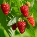 Velkoplodý stáleplodící maliník Himbo Top (Rubus ´Himbo Top´)