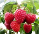 Velkoplodý stáleplodící maliník Himbo Top (Rubus ´Himbo Top´)