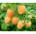 Stáleplodící žlutoplodý maliník Fallgold (Rubus ´Fallgold´)