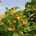 Stáleplodící žlutoplodý maliník Fallgold (Rubus ´Fallgold´)