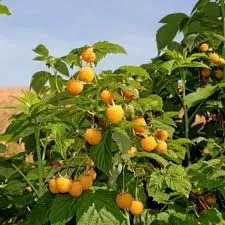 Stáleplodící žlutoplodý maliník Fallgold (Rubus ´Fallgold´)
